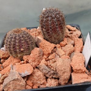 Lobivia amblayensis L 569