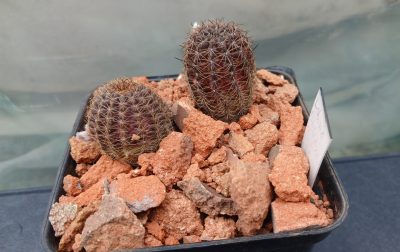 Lobivia amblayensis L 569