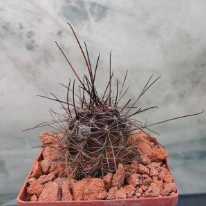 Lobivia haematantha R 165
