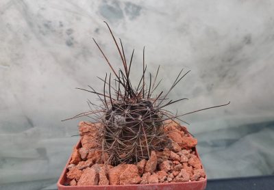 Lobivia haematantha R 165