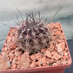 Lobivia haematantha R 165