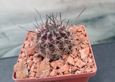 Lobivia haematantha R 165