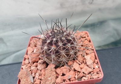Lobivia haematantha R 165 - Зображення 2