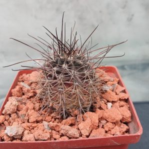 Lobivia haematantha R 165