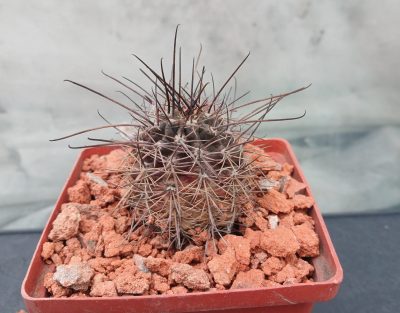 Lobivia haematantha R 165