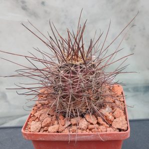 Lobivia haematantha R 165