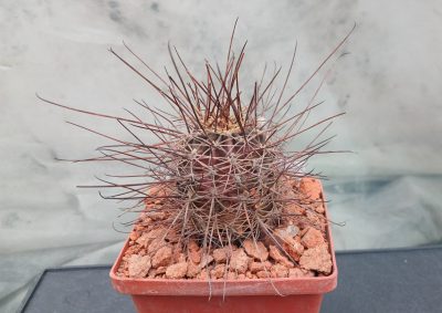 Lobivia haematantha R 165