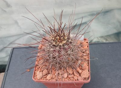 Lobivia haematantha R 165 - Зображення 2