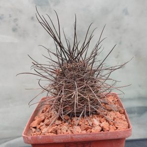 Lobivia haematantha R 165