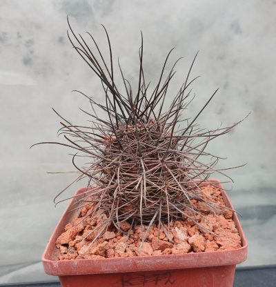 Lobivia haematantha R 165