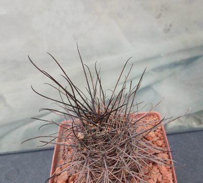 Lobivia haematantha R 165 - Зображення 2