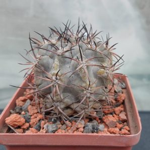 Acanthocalycium glaucum P 143