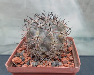 Acanthocalycium glaucum P 143