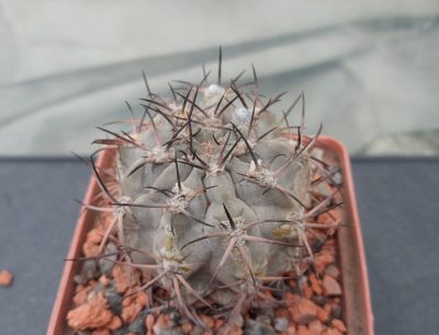 Acanthocalycium glaucum P 143 - Зображення 2