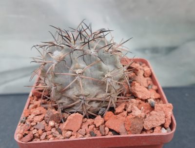 Acanthocalycium glaucum P 143 - Зображення 2