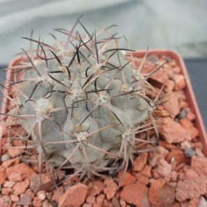 Acanthocalycium glaucum P 143