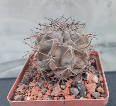 Acanthocalycium glaucum P 143 - Зображення 2