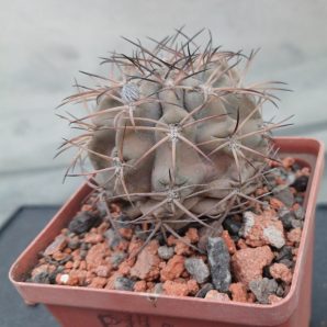 Acanthocalycium glaucum P 143