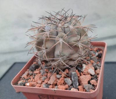 Acanthocalycium glaucum P 143