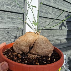 Ibervillea tenuissecta