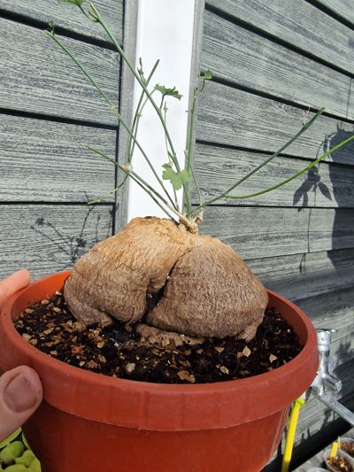Ibervillea tenuissecta