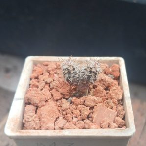 Lobivia jajoiana VG 1013