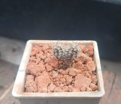 Lobivia jajoiana VG 1013