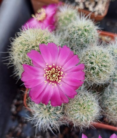 Sulcorebutia gerosenilis - Зображення 2