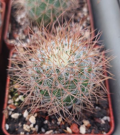 Mammillaria recoi v.leptacantha