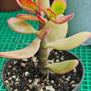 Crassula ovata Hummel's Sunset
