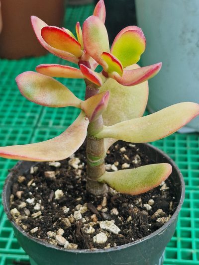 Crassula ovata Hummel's Sunset