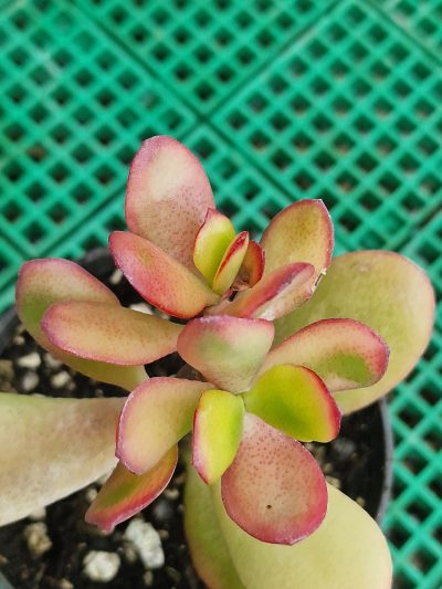 Crassula ovata Hummel's Sunset - Зображення 2