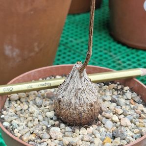 Fockea natalensis