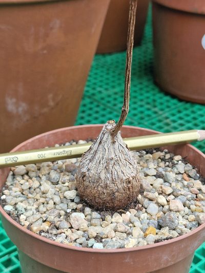 Fockea natalensis