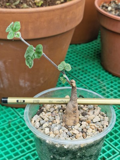 Ipomoea pubescens - Зображення 2