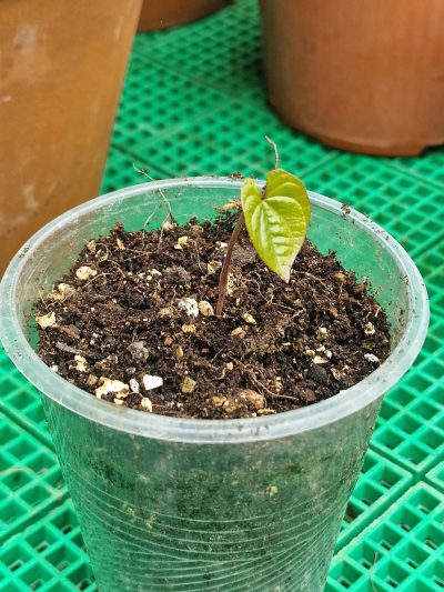 Dioscorea opposita - Зображення 2
