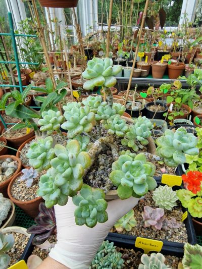 Sedum clavatum - Зображення 2