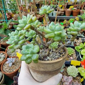Sedum clavatum