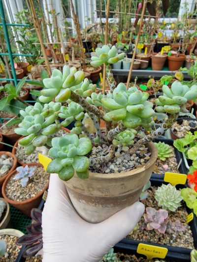 Sedum clavatum