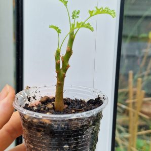Pelargonium alternans