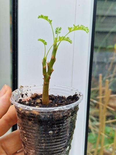 Pelargonium alternans