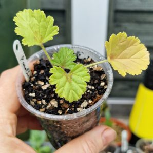 Pelargonium mollicomum