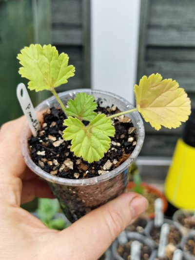 Pelargonium mollicomum