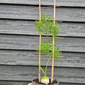 Bowiea volubilis