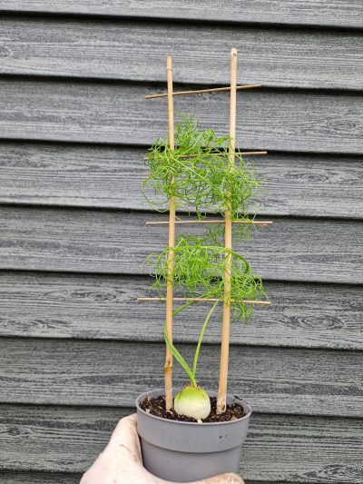 Bowiea volubilis