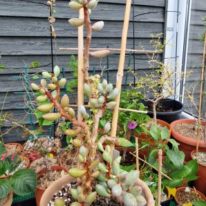 Adromischus filicaulis ssp. fragilis