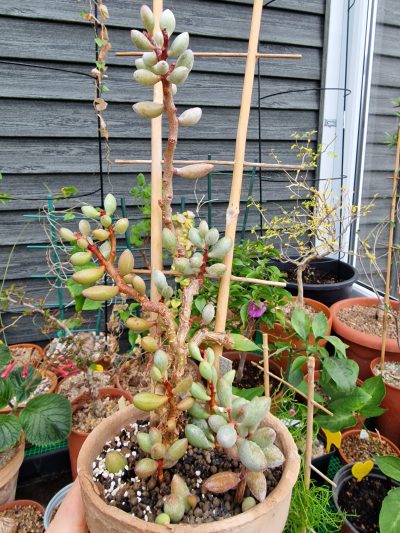 Adromischus filicaulis ssp. fragilis