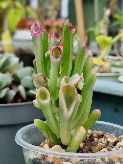 Crassula hobbit variegata - Зображення 2