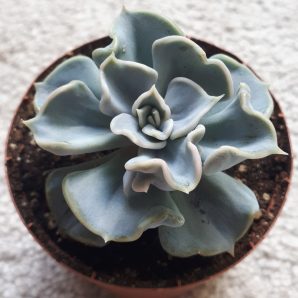 Echeveria thriller pearl