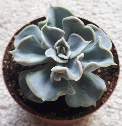 Echeveria thriller pearl